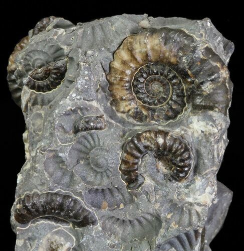 Ammonite (Promicroceras) Fossil Cluster - Somerset, England #63508